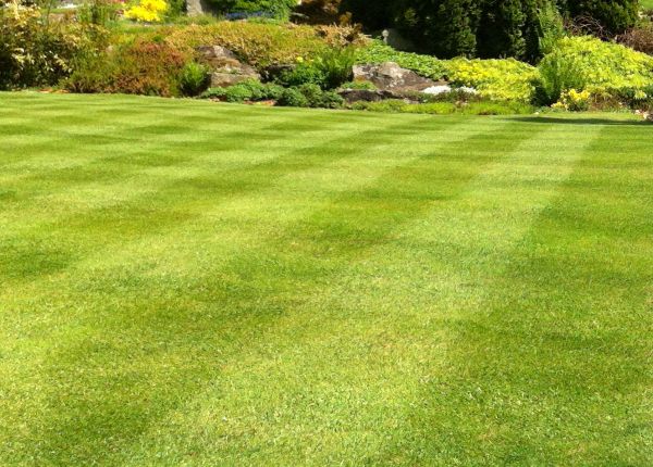 Cost of Commercial Grass Cutting in Woodinville